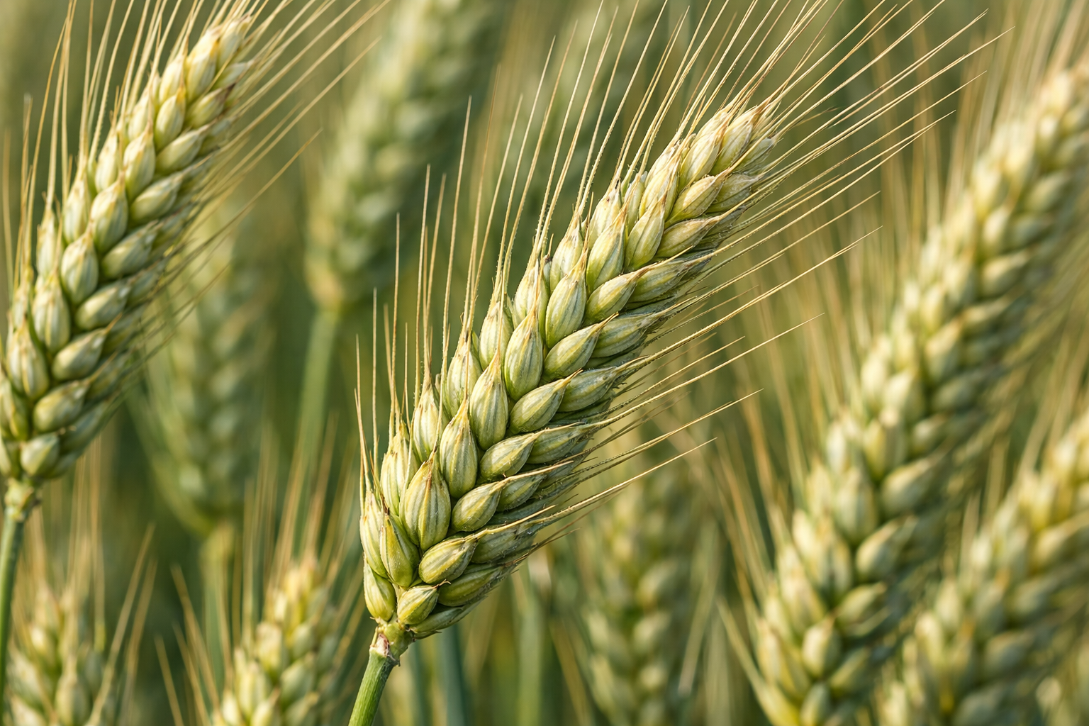 Zboża